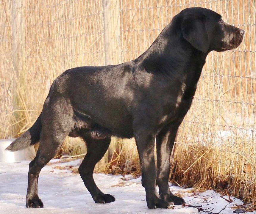 Valpar – Månstorp Labradorkennel