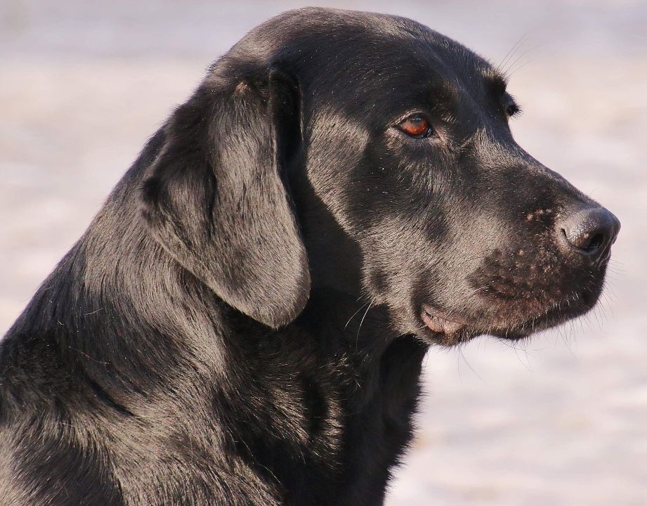Valpar – Månstorp Labradorkennel